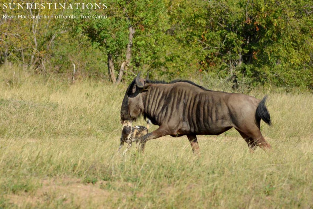 Wild dog tormenting the wildebeest