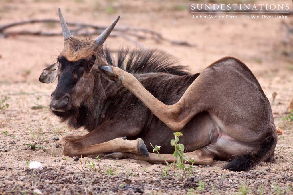 Young wildebeest scratching
