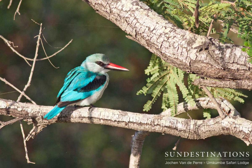 Woodlands kingfisher