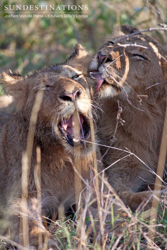 Tiring business being a lion