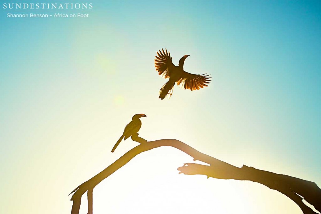 A pair of yellow-billed hornbills silhouetted in the light