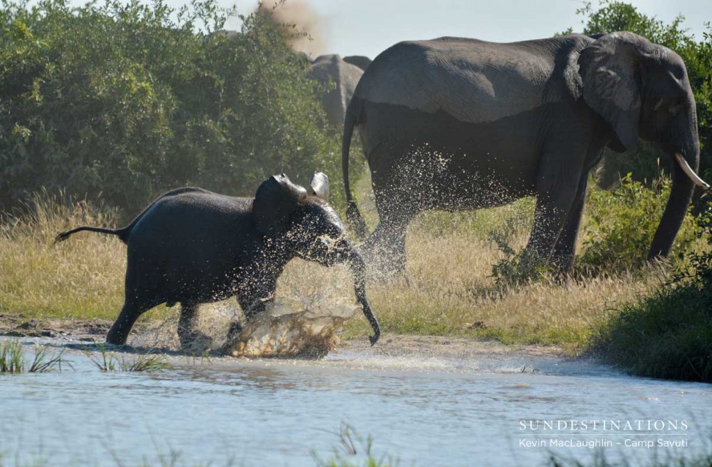 Young elephant charges out of the water