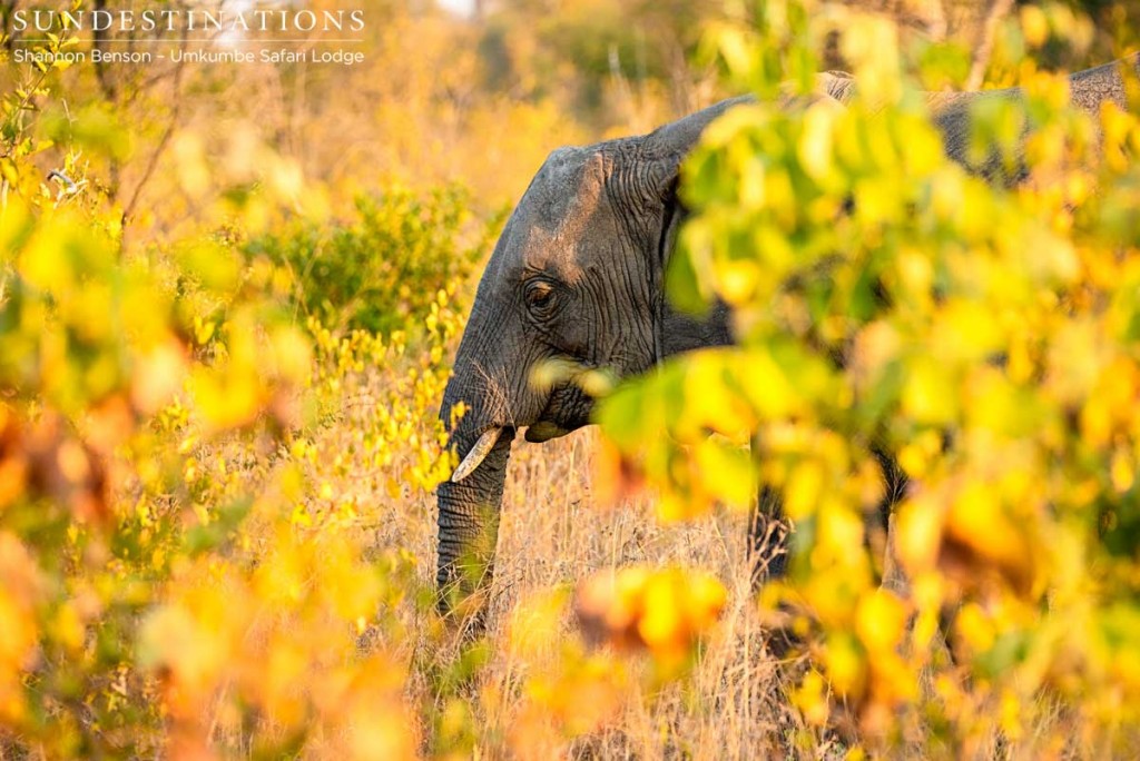 Young elephant through the leaves at Umkumbe