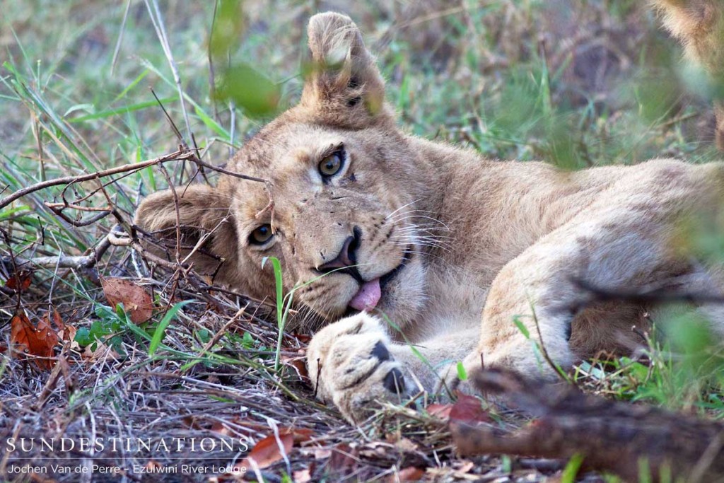 Young lion grooming himself