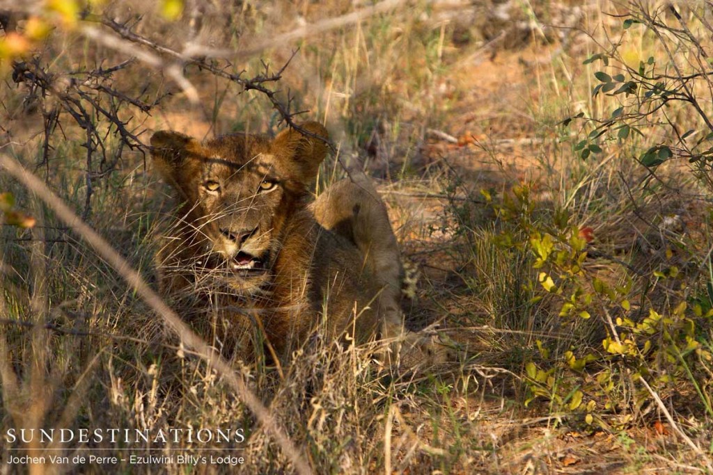 Young lion peers through the bush