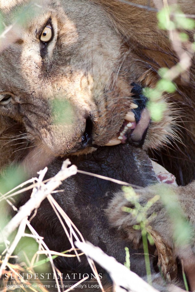 Leader of the Olifants West Split gnawing on a warthog bone