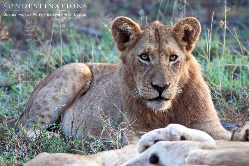 Young male lion looks at the camera