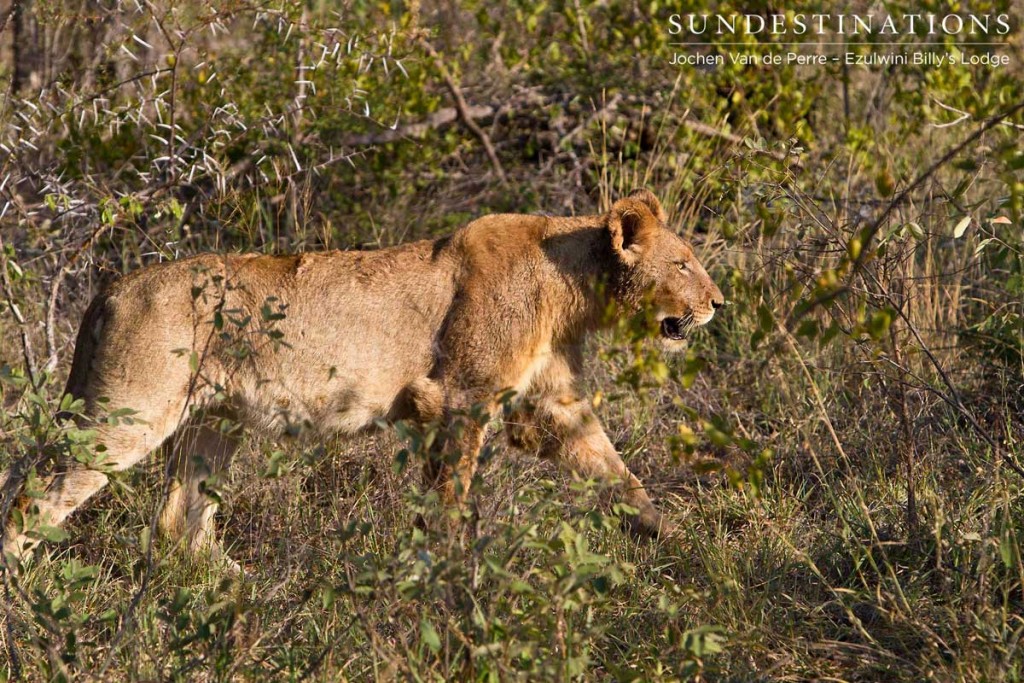 Young male lion paces through the bush