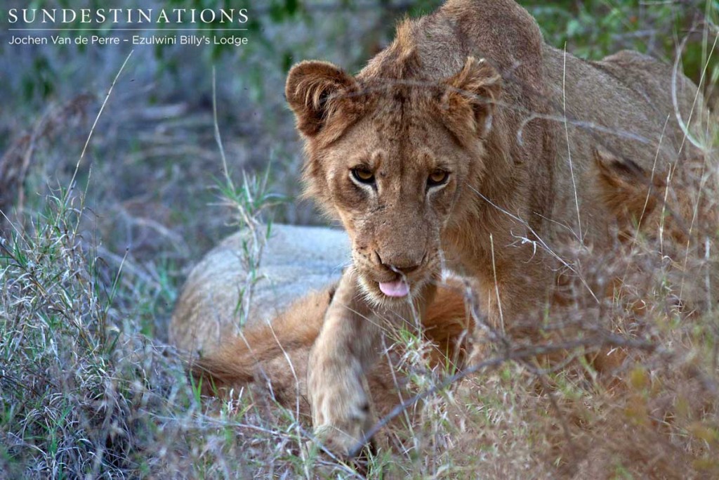 Young Olifants West male with a 'punk' mane