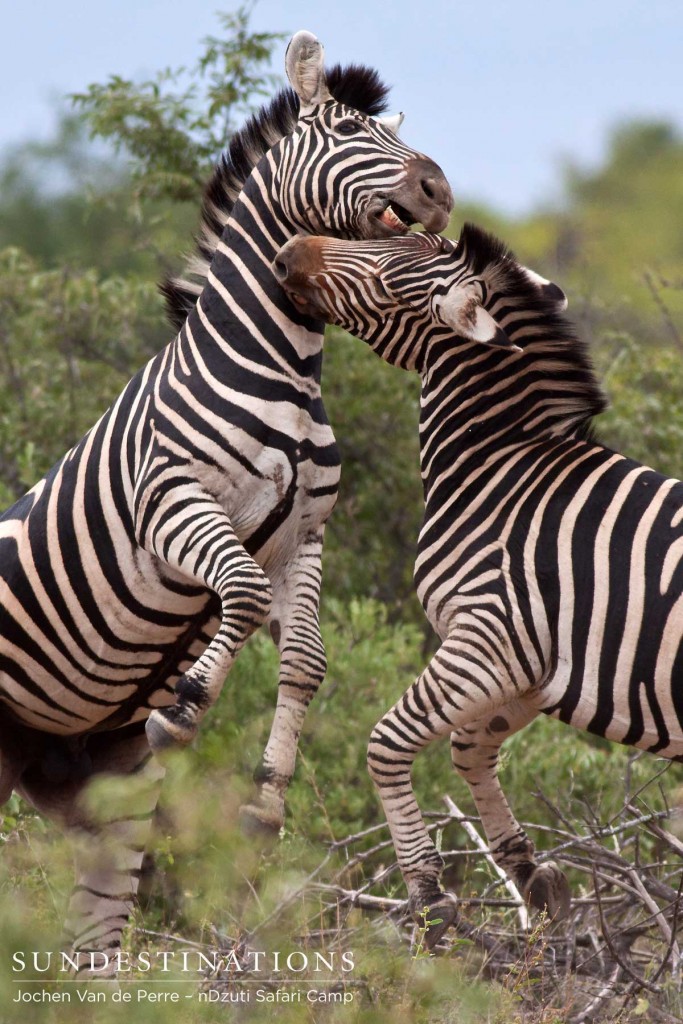 Zebras fighting