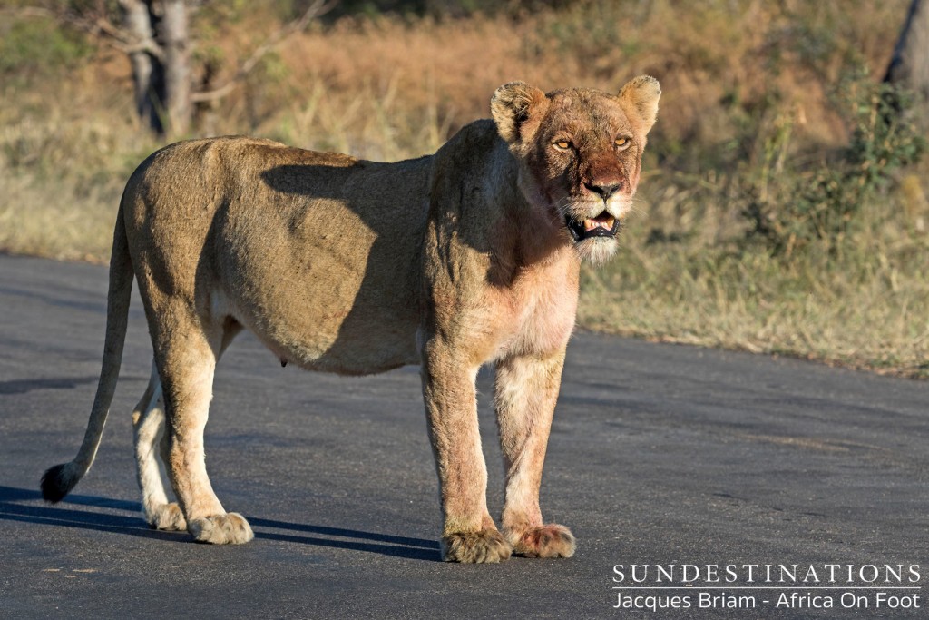 A lioness on the tar road that splits the Timbavati & Klaserie