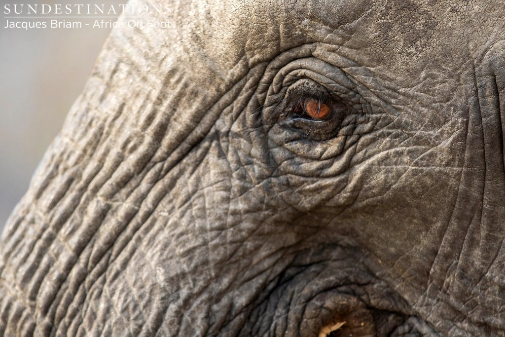 Elephant at Africa on Foot