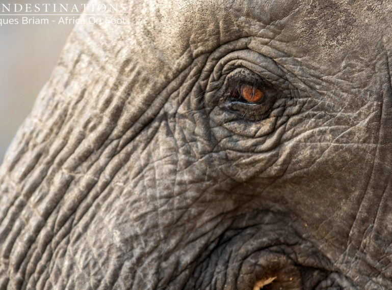 Week in Pictures – Northern Greater Kruger Private Reserves