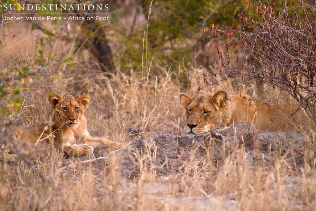 Snoozing with mama lion