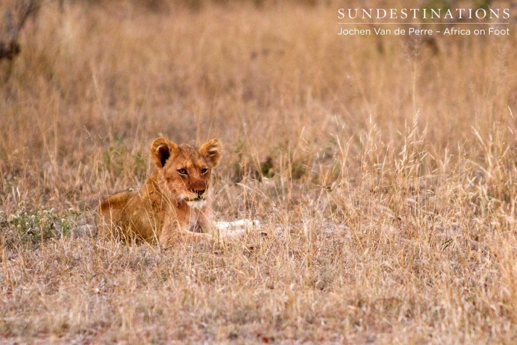 1 Lion cub lies relaxed in the grass