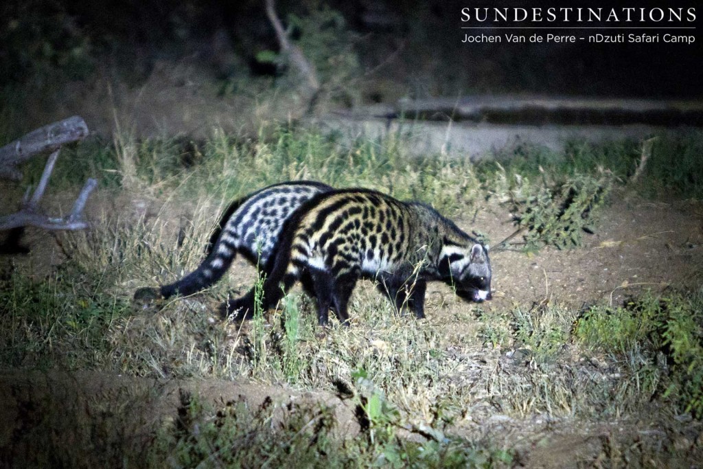 2 Civets seen in the spotlight