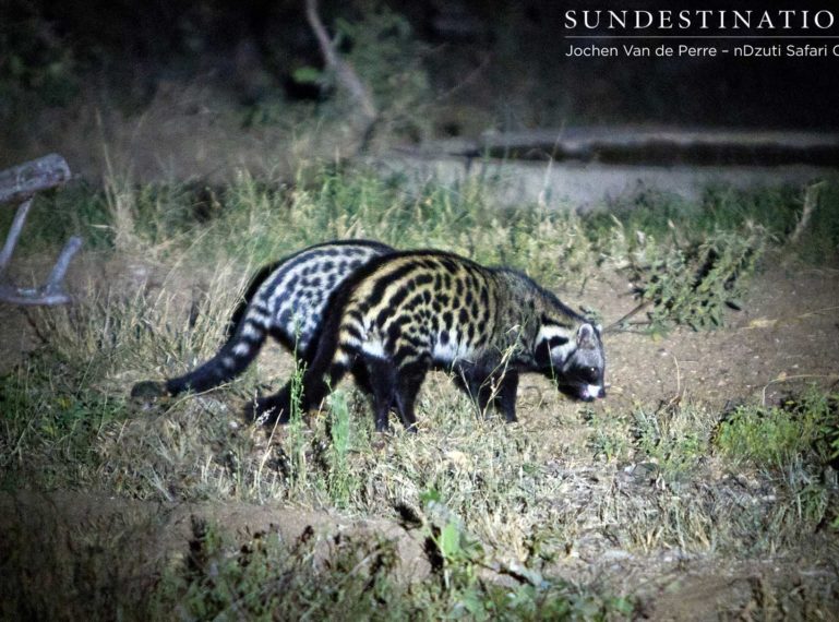 Nocturnal Animal Gathering at nDzuti Safari Camp