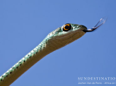 We sincerely hope that everyone is enjoying their Friday and looking forward to this week’s installment of “Week in Pictures”. Today we focus on the Kruger’s secret treasures. Let us celebrate the small things of the African bush – the magnificent sunsets forming breathtaking backdrops, the graceful snakes disguised as branches and the bounty of […]