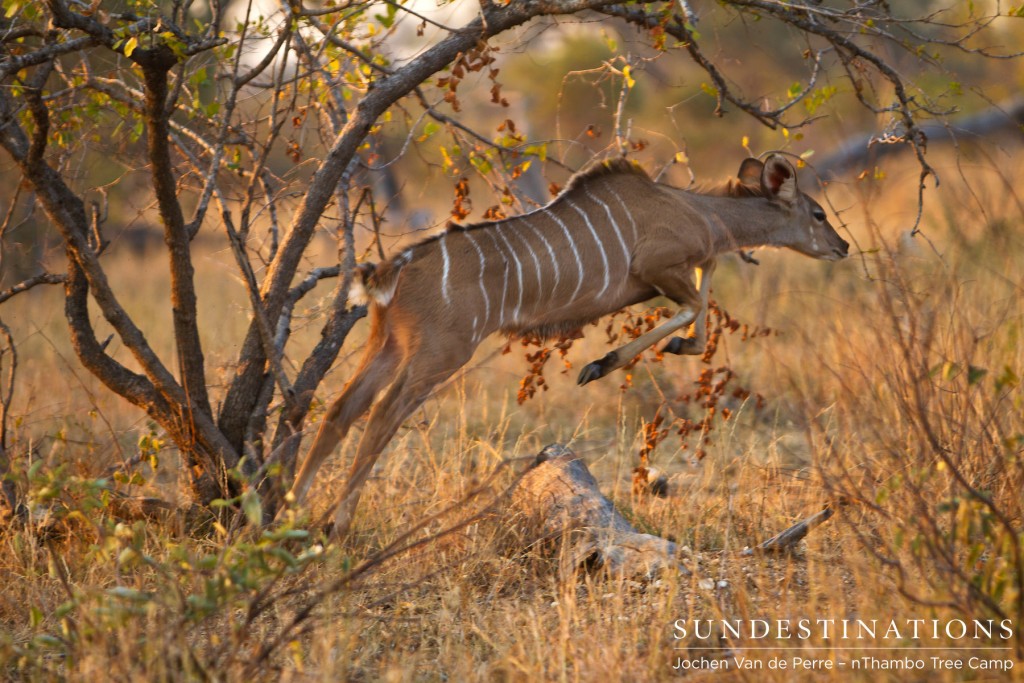 A young kudu