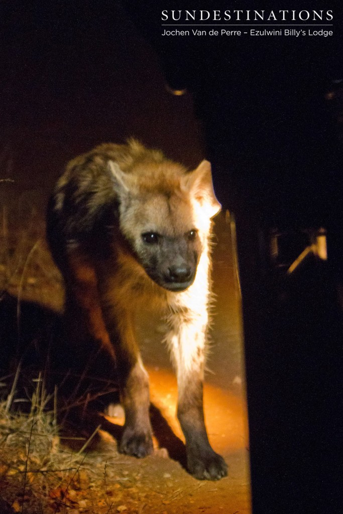 A hyena inspecting the Ezulwini game viewer