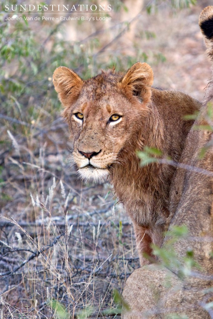 A young male lion in the Balule