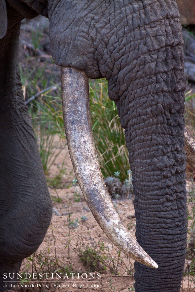 A huge tusker at Ezulwini