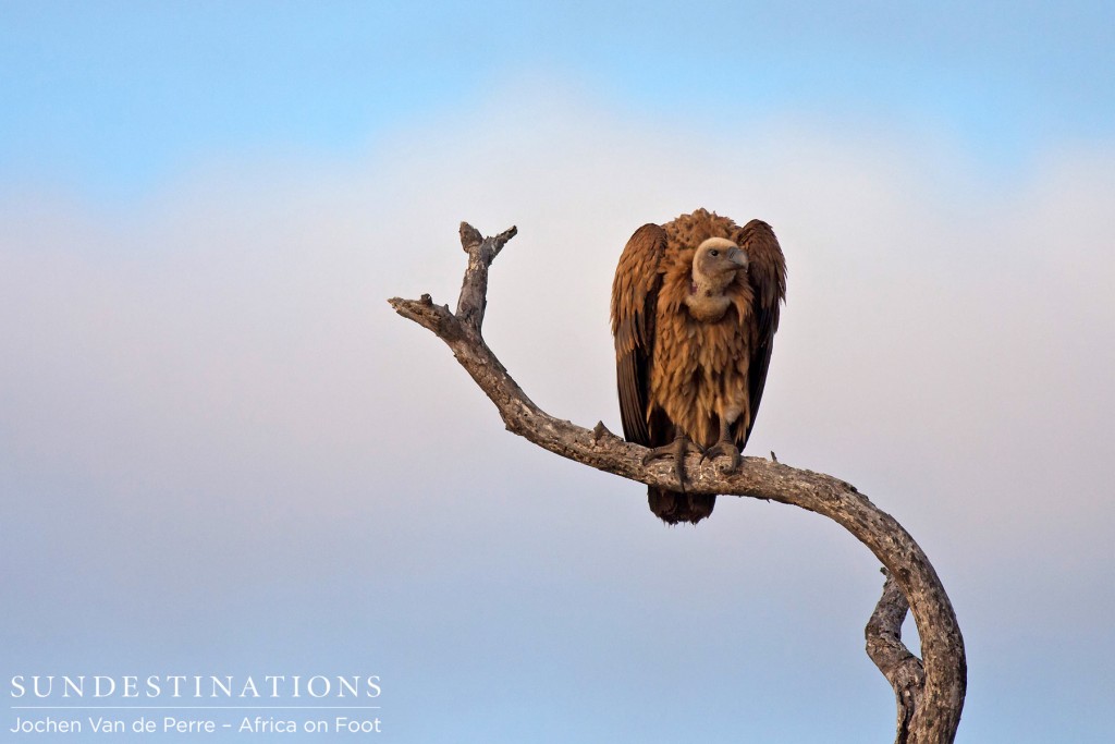 A vulture  at nThambo Tree Camp
