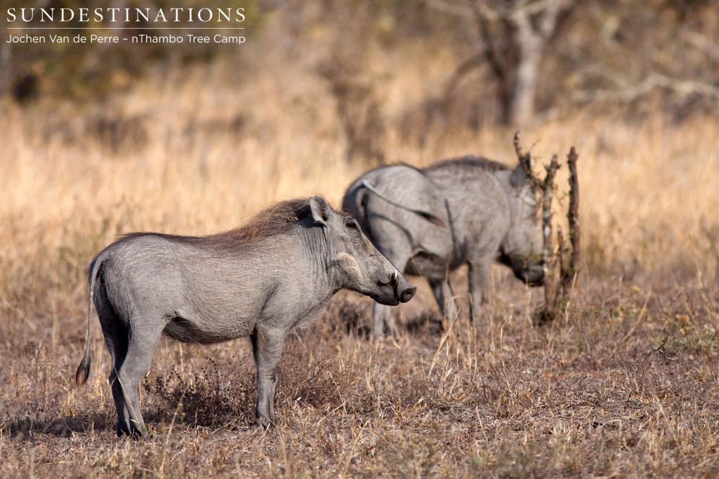 Two warthog alert as ever