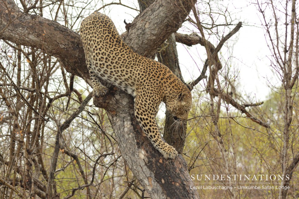 Maxabeni3