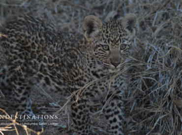 You’ve heard the big cat stories about White Dam, Nottens female and Maxabeni. By now you know these are the dominant leopards of the Umkumbe traverse. The heavy-set, strong male leopard Maxabeni is seen strolling on our traverse quite often. Nottens and White Dam are the regular females who frequent the area. We speculate that […]