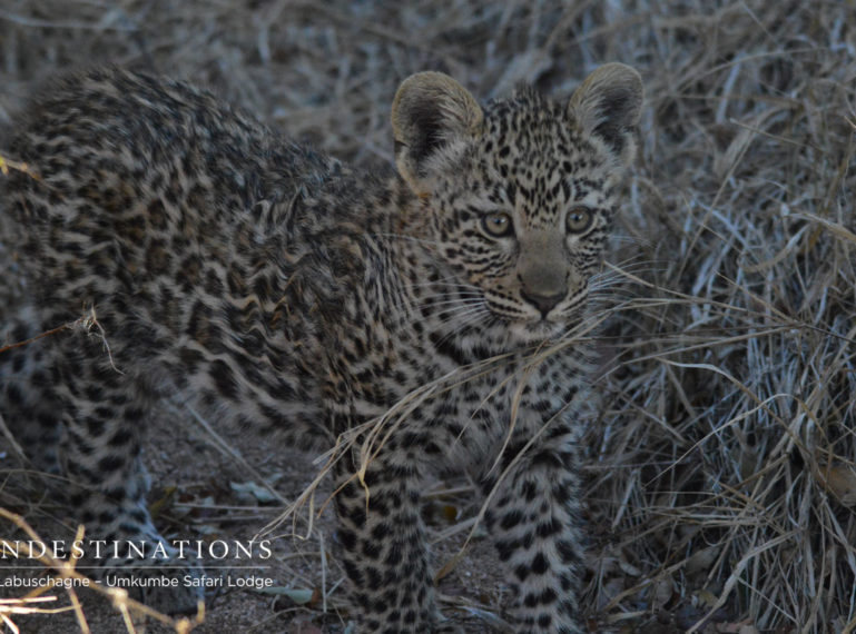 Lezel & Marius Chat About the Leopards of Umkumbe