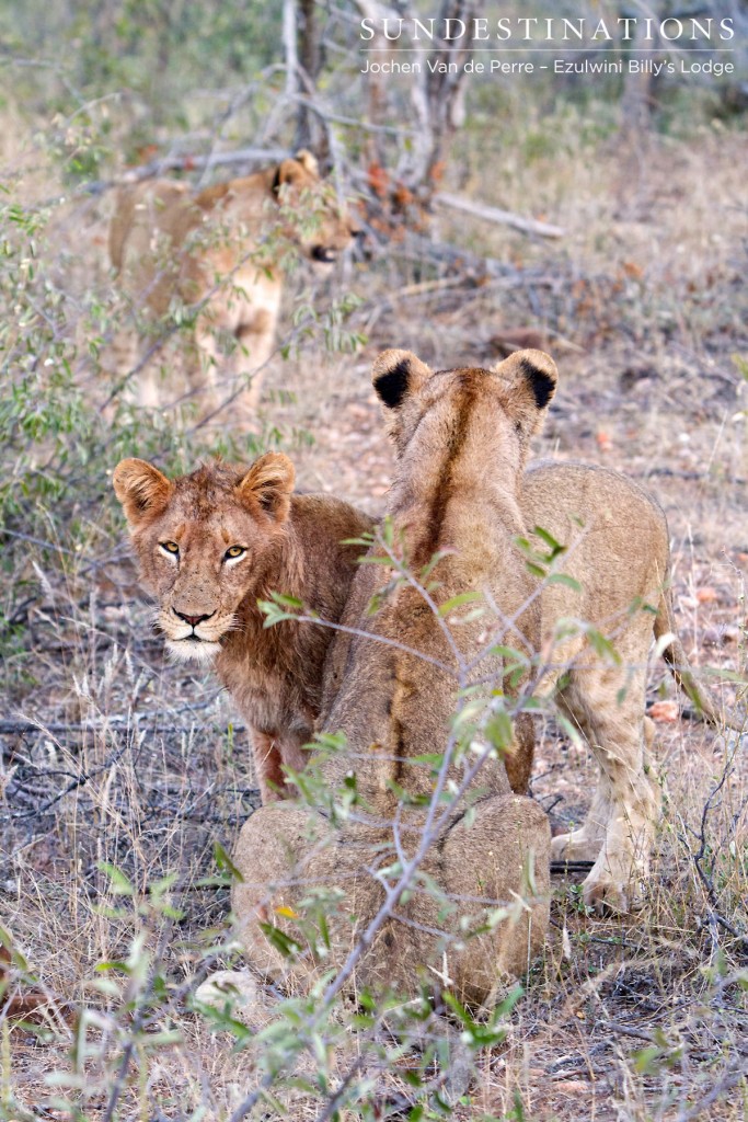 6 River pride lions