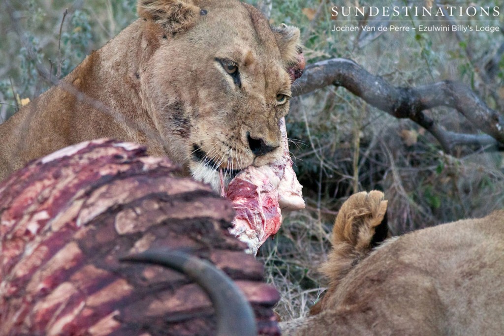 Buffalo kill