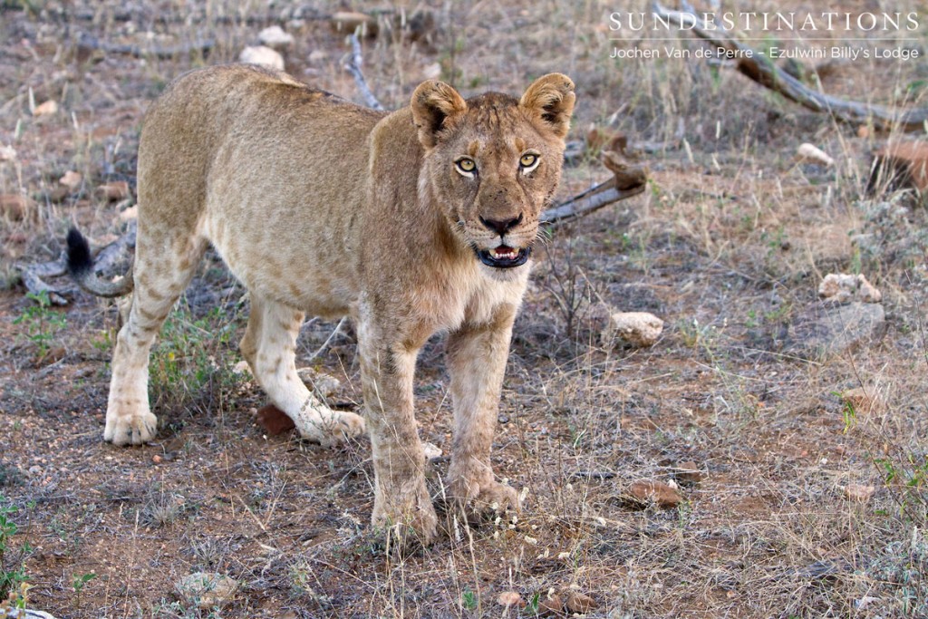 Young River pride lion stands up after feasting on a huge buffalo kill.
