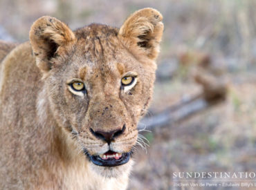 The Balule Nature Reserve was the scene of an epic showdown between 6 sub-adult lions and a buffalo. The buffalo met an untimely fate, but these majestic panthera leo’s made sure starvation was kept at bay when they feasted on the kill. These 6 youngsters are endowed with the confidence of youth and the prowess […]