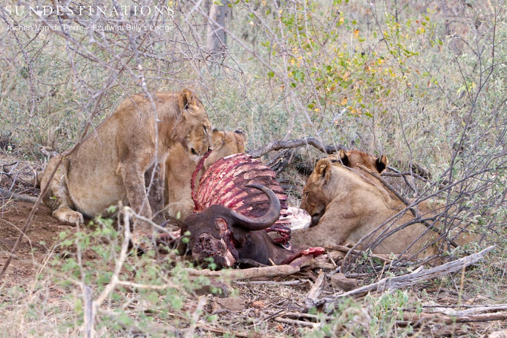 Sub-adult lions