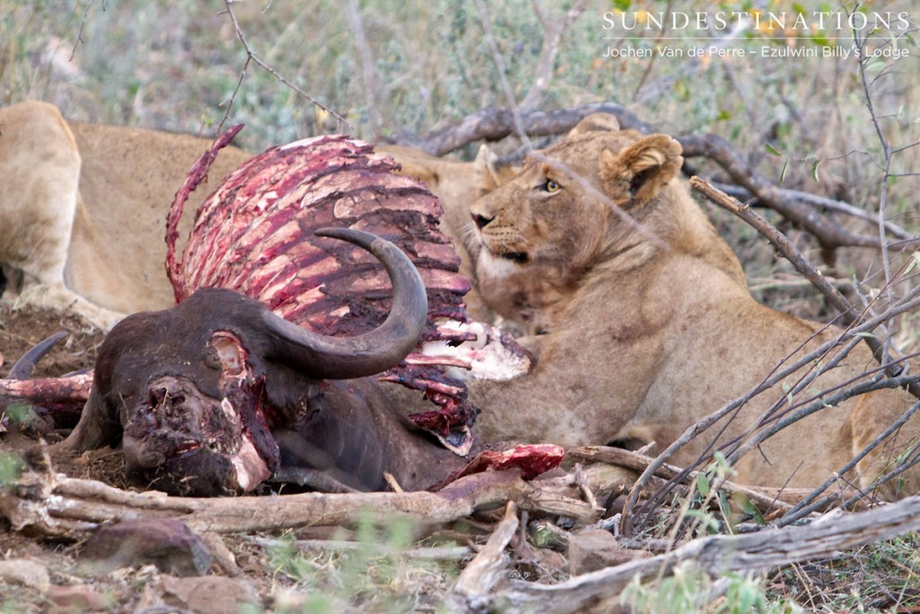 River pride buffalo kill