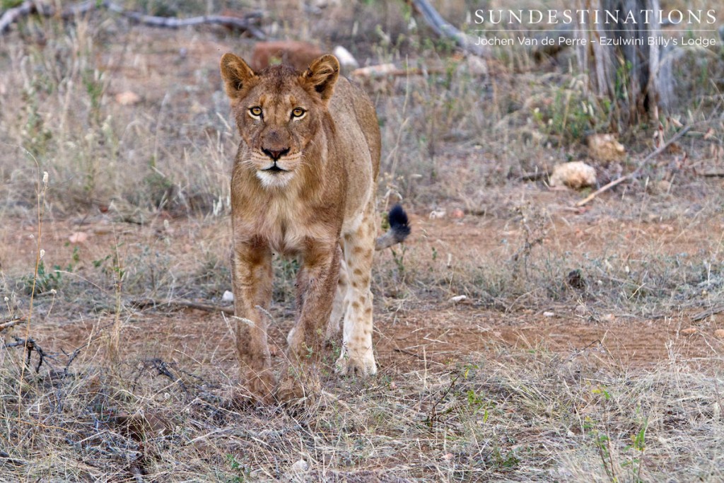 Lions - River Pride