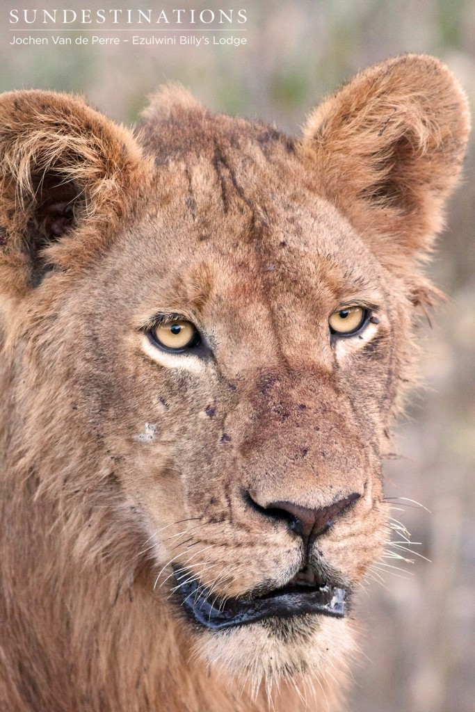 Sub-adult male lion