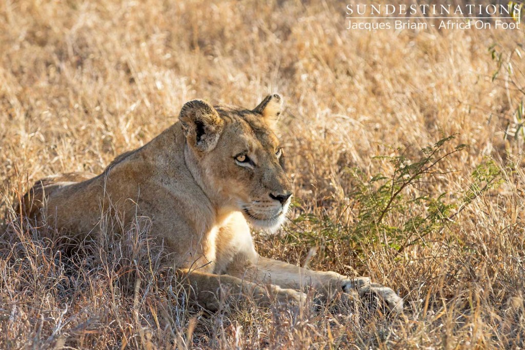 Ross pride breakaway lioness