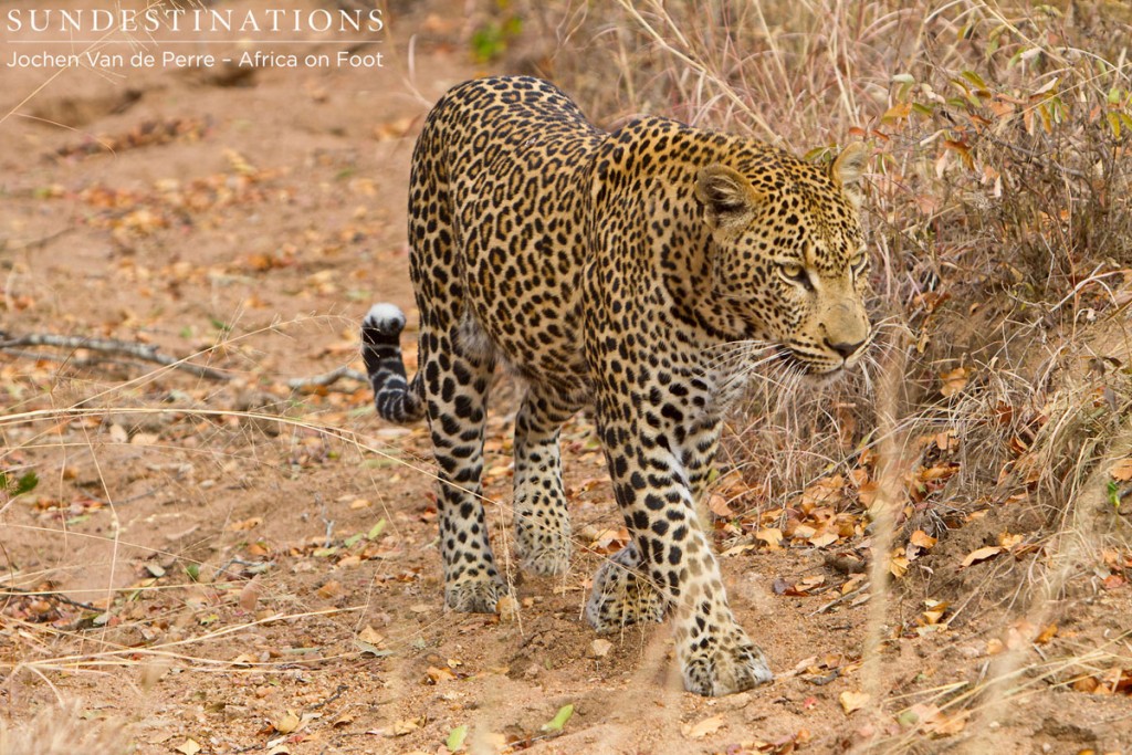 Big Cat - Leopard