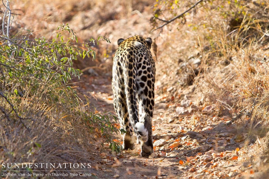 Leopard Walks Away