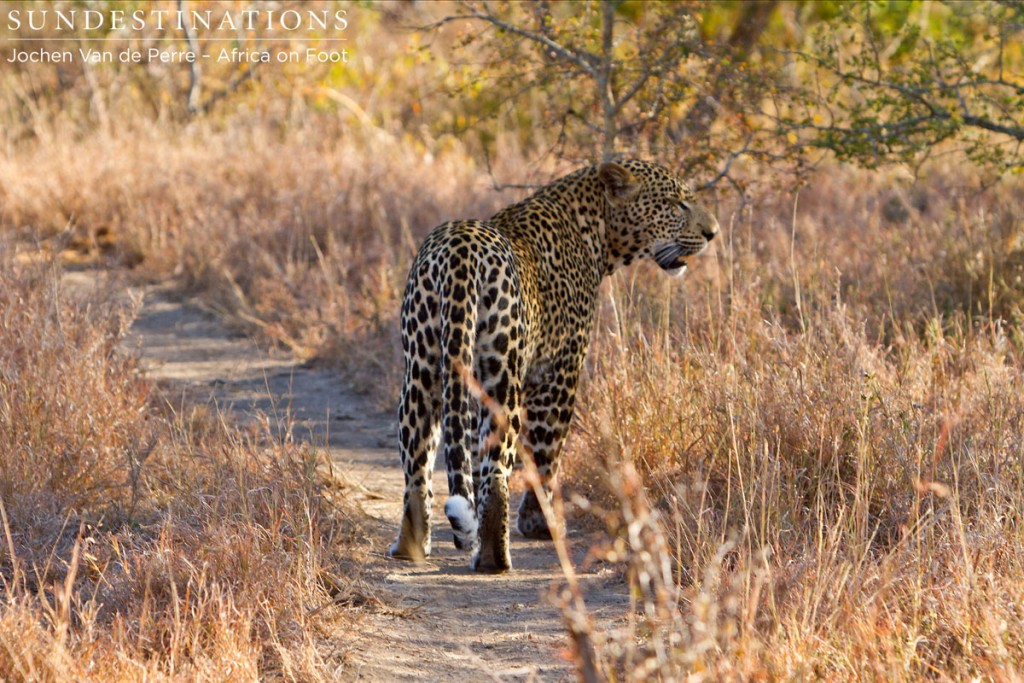 Leopard Patrolling