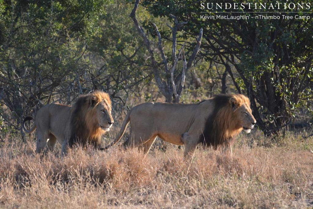 2 Male lions from the Trilogy coalition