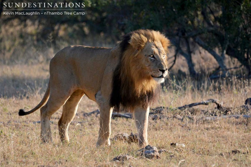 Trilogy male defined by scar on his nose