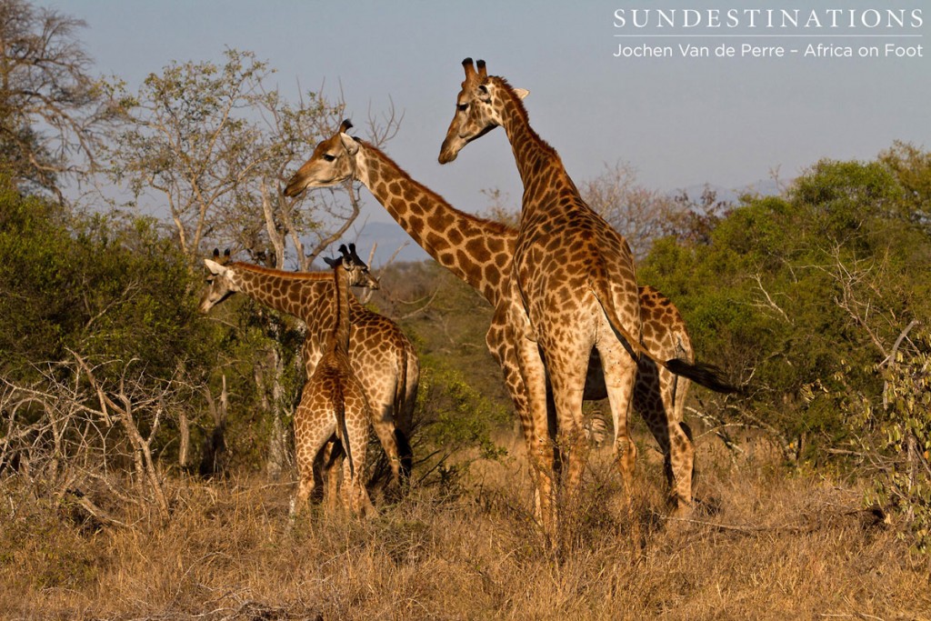 Giraffe Herd