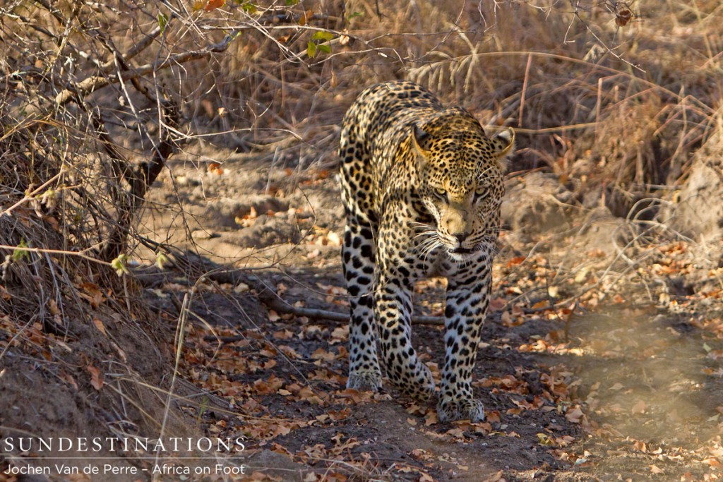 Young Male Leopard