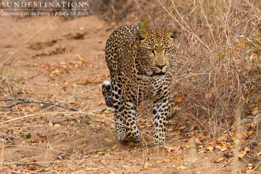 Leopard in Daylight