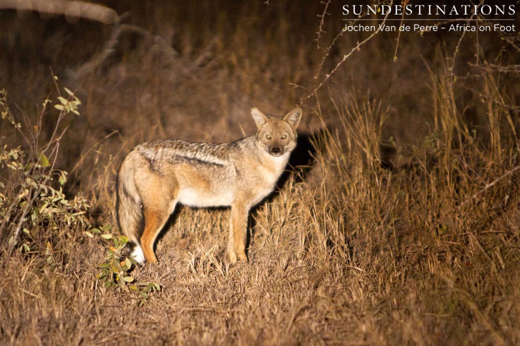 Side-striped jackal