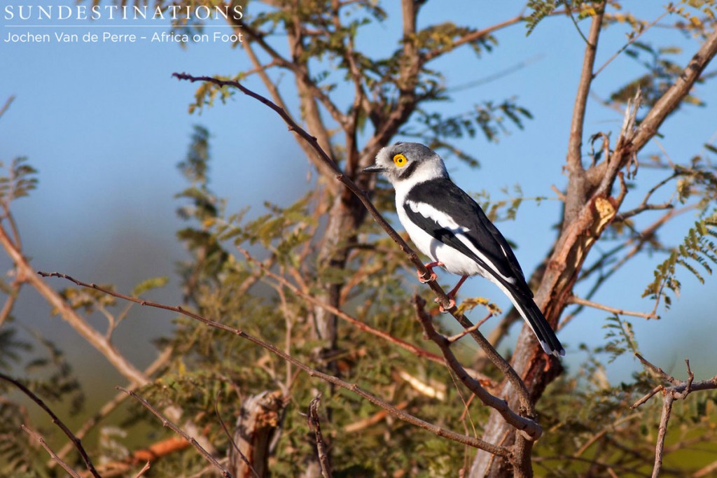 White-crested helmet-shrike